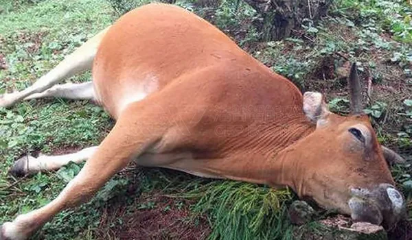 兰州动物尸体破碎无害化处理项目