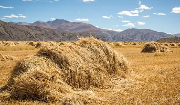 秸秆禁止焚烧，秸秆撕碎机助力秸秆转化再利用