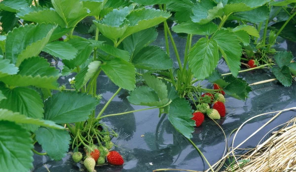 废弃地膜处理难题如何破解？