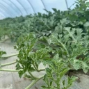 瓜秧、蔬菜秧破碎处理