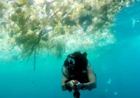 欧盟遏制海洋污染 拟禁用塑料吸管等制品