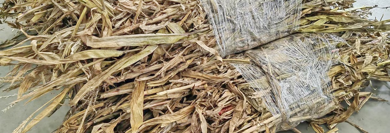 玉米秸秆处理前