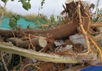 树根破碎撕碎机类型与价格解析，助力生物质资源化利用