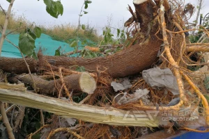 树根破碎撕碎机类型与价格解析，助力生物质资源化利用