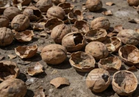 头疼的核桃壳成了“香饽饽”？看它如何变身清洁燃料火遍全国！