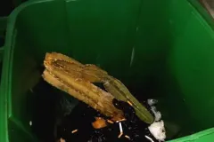 热点丨生活垃圾强制分类进入执法时代，上海和广州开始动真格了
