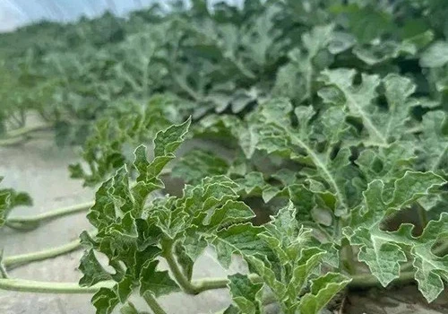 瓜秧、蔬菜秧破碎处理