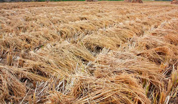 生物质热电联产项目：农作物秸秆变废为宝