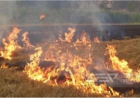 如何将生物质变废为宝？