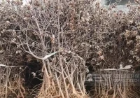新疆地区的棉花杆如何制成替代燃料？