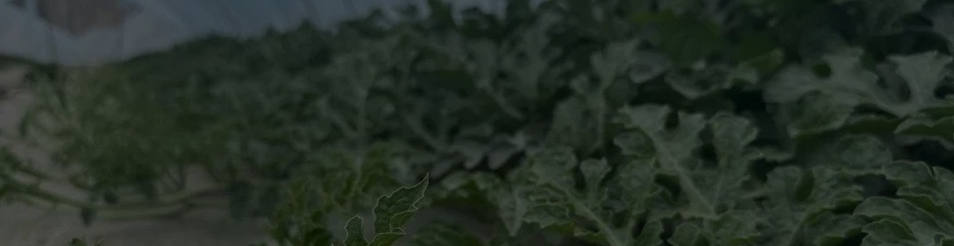 瓜秧、蔬菜秧破碎处理