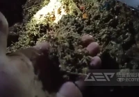 为黑水虻（BSF）项目设计的有机垃圾预处理生产线