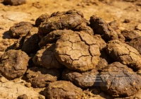 电厂生物质牛粪掺烧成功！预处理难题怎么破？洁普有方案