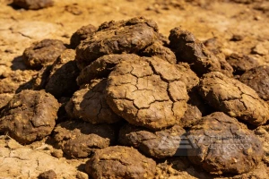 电厂生物质牛粪掺烧成功！预处理难题怎么破？洁普有方案