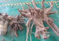 大树根破碎难处理？洁普双轴撕碎机一台搞定粗破+细破！